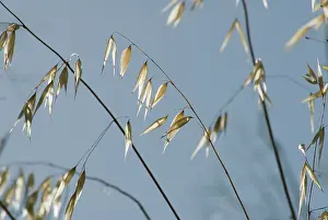 Avena: Oats