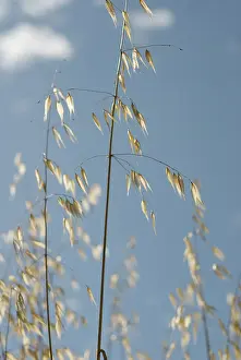 Avena: Oats