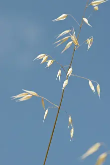 Avena: Oats