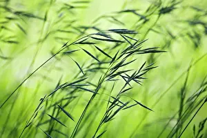 Avena: Oats