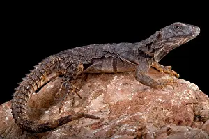 Oaxaca: Oaxaca Spiny-tailed Iguana (Ctenosaura oaxacana)