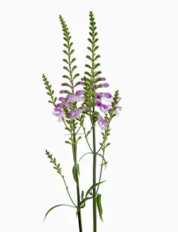 Obedient: Obedient plant