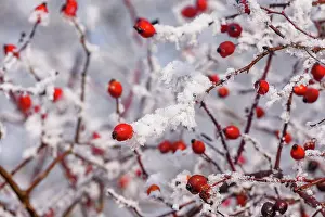 Sylvain Cordier: Obernai, Dog rose, Hedge rose or Dog rose, frosted