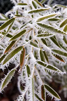 Sylvain Cordier: Obernai, frosted bamboo leaves