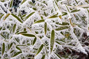 Sylvain Cordier: Obernai, frosted bamboo leaves