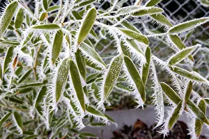 Sylvain Cordier: Obernai, frosted bamboo leaves