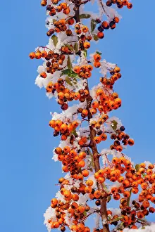 Sylvain Cordier: Obernai, frosted hawthorn fruits