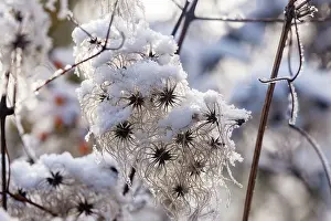 Sylvain Cordier: Obernai, Frosted hedge clematis
