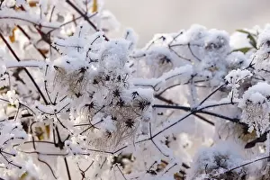 Sylvain Cordier: Obernai, Frosted hedge clematis
