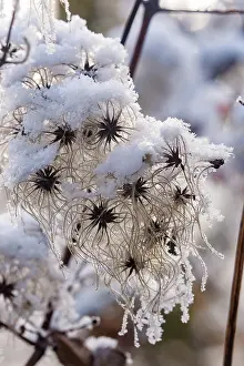 Sylvain Cordier: Obernai, Frosted hedge clematis