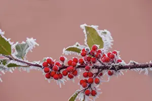 Sylvain Cordier: Obernai, frosted holly leaves