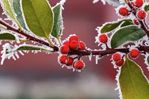 Sylvain Cordier: Obernai, frosted holly leaves