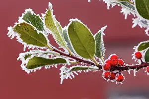 Sylvain Cordier: Obernai, frosted holly leaves
