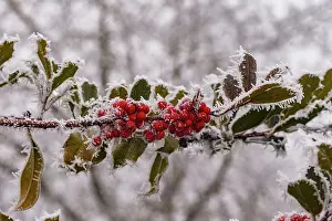 Sylvain Cordier: Obernai, frosted holly leaves