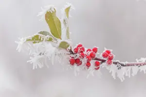 Sylvain Cordier: Obernai, frosted holly leaves
