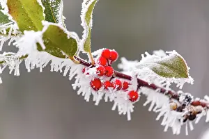 Sylvain Cordier: Obernai, frosted holly leaves
