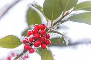 Sylvain Cordier: Obernai, frosted holly leaves