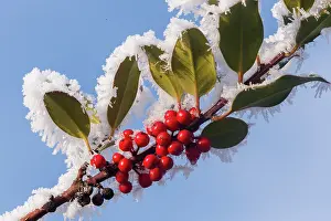 Sylvain Cordier: Obernai, frosted holly leaves