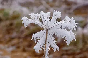 Sylvain Cordier: Obernai Frosted umbellifer