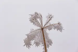 Sylvain Cordier: Obernai Frosted umbellifer