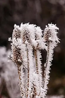 Sylvain Cordier: Obernai, Frosted wild carder