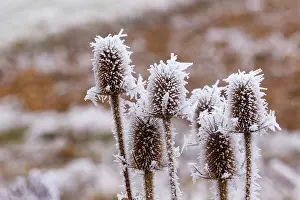 Sylvain Cordier: Obernai, Frosted wild carder