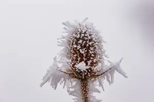 Sylvain Cordier: Obernai, Frosted wild carder