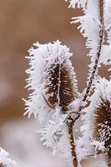 Sylvain Cordier: Obernai, Frosted wild carder