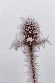 Sylvain Cordier: Obernai, Frosted wild carder