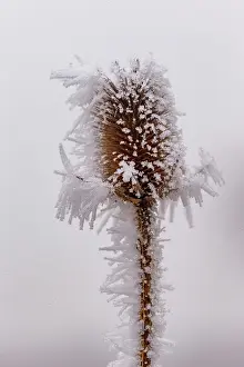 Sylvain Cordier: Obernai, Frosted wild carder