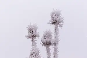 Sylvain Cordier: Obernai, Frosted wild carder