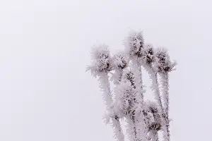 Sylvain Cordier: Obernai, Frosted wild carder