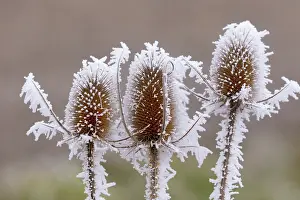 Sylvain Cordier: Obernai, Frosted wild carder