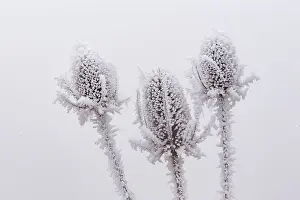 Sylvain Cordier: Obernai, Frosted wild carder