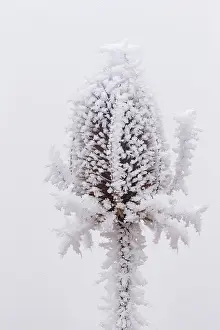 Sylvain Cordier: Obernai, Frosted wild carder