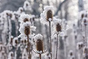 Sylvain Cordier: Obernai, Frosted wild carder