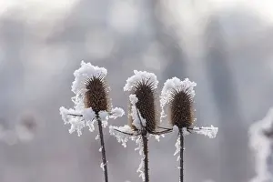Sylvain Cordier: Obernai, Frosted wild carder