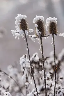 Sylvain Cordier: Obernai, Frosted wild carder