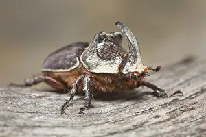 Nasicornis: Oblique view of a European Rhinoceros Beetle (O