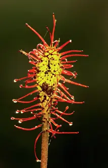 Drosera: Oblong-leaved Sundew