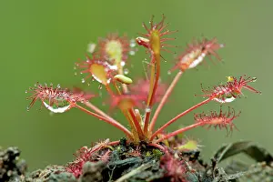 Sundew: Oblong Leaved Sundew