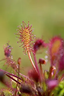 Sundew: Oblong Leaved Sundew