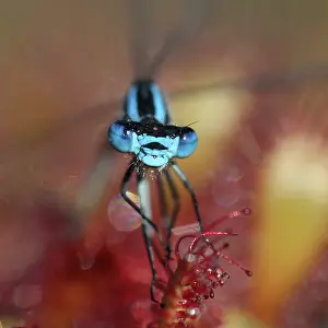 Sundew: Oblong-leaved Sundew