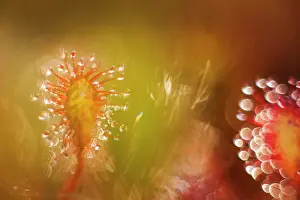 Sundew: Oblong-leaved Sundew