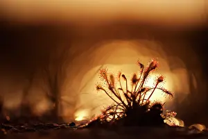 Sundew: Oblong-leaved Sundew