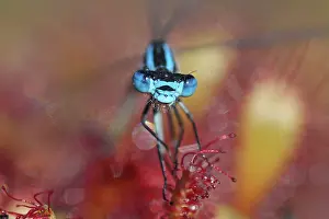 Sundew: Oblong-leaved Sundew