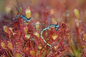 Sundew: Oblong-leaved Sundew