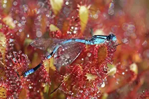 Sundew: Oblong-leaved Sundew