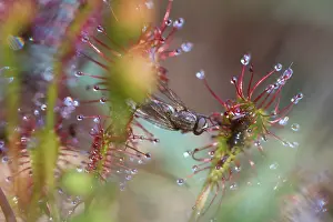 Sundew: Oblong-leaved Sundew