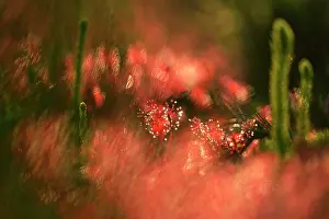 Sundew: Oblong-leaved Sundew